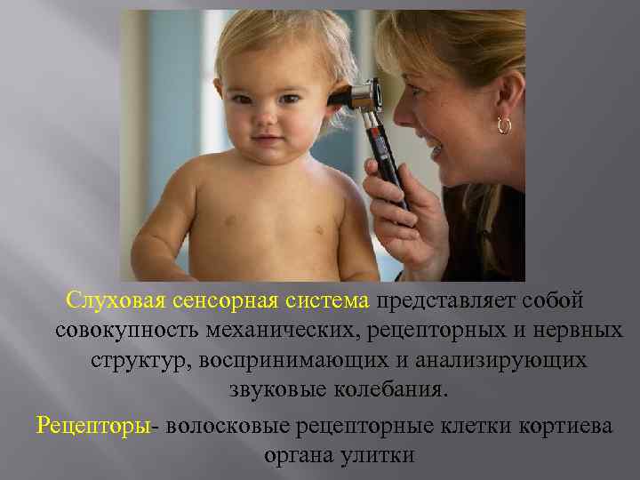 Слуховая сенсорная система представляет собой совокупность механических, рецепторных и нервных структур, воспринимающих и анализирующих