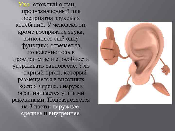Ухо- сложный орган, предназначенный для восприятия звуковых колебаний. У человека он, кроме восприятия звука,