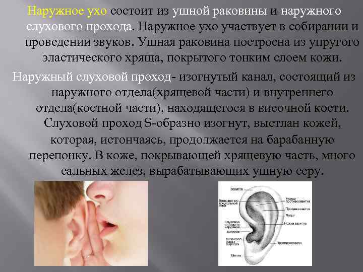 Наружное ухо состоит из ушной раковины и наружного слухового прохода. Наружное ухо участвует в