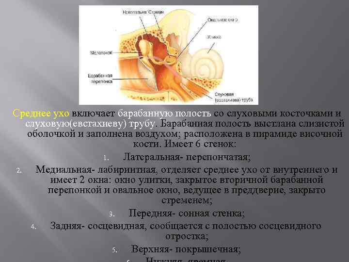 Среднее ухо включает барабанную полость со слуховыми косточками и слуховую(евстахиеву) трубу. Барабанная полость выстлана