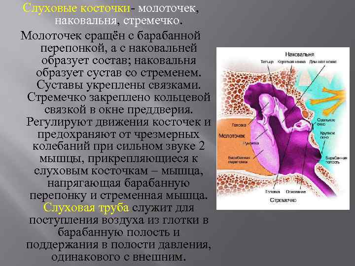 Слуховые косточки- молоточек, наковальня, стремечко. Молоточек сращён с барабанной перепонкой, а с наковальней образует