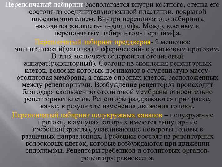 Перепончатый лабиринт располагается внутри костного, стенка его состоит из соединительнотканной пластинки, покрытой плоским эпителием.