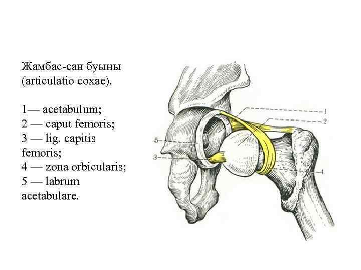 Жамбас-сан буыны (articulatio coxae). 1— acetabulum; 2 — caput femoris; 3 — lig. capitis