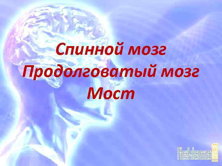 Спинной мозг Продолговатый мозг Мост 