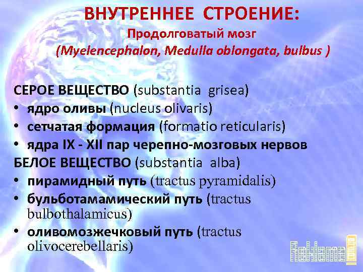 ВНУТРЕННЕЕ СТРОЕНИЕ: Продолговатый мозг (Myelencephalon, Medulla oblongata, bulbus ) СЕРОЕ ВЕЩЕСТВО (substantia grisea) •