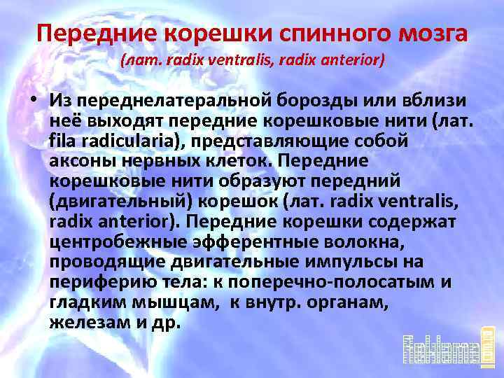 Передние корешки спинного мозга (лат. radix ventralis, radix anterior) • Из переднелатеральной борозды или