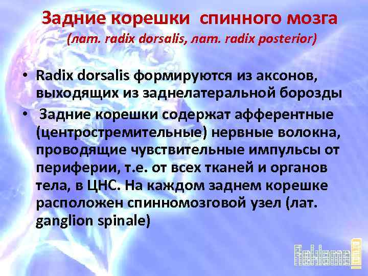 Задние корешки спинного мозга (лат. radix dorsalis, лат. radix posterior) • Radix dorsalis формируются