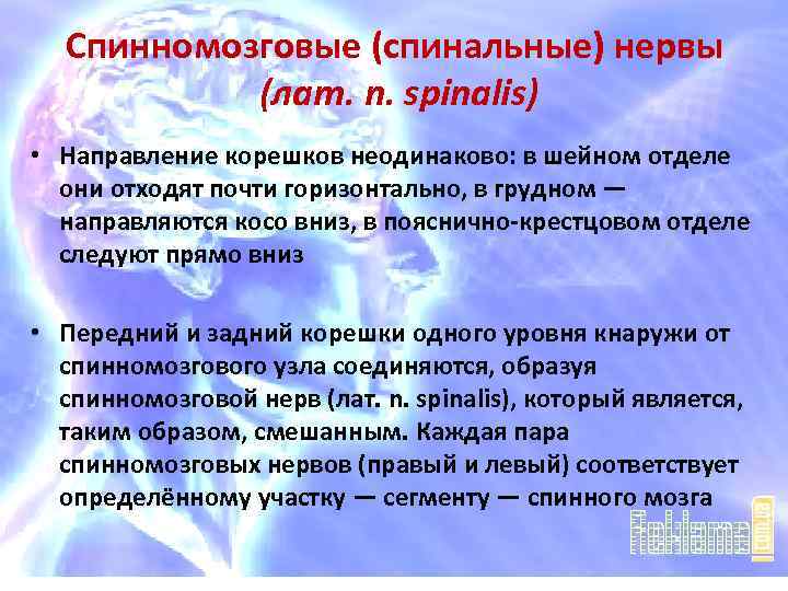 Спинномозговые (спинальные) нервы (лат. n. spinalis) • Направление корешков неодинаково: в шейном отделе они
