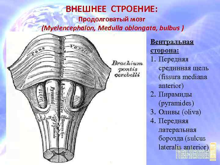 Строение моста. Продолговатый мозг анатомия строение. Бульбус продолговатый мозг. Передняя срединная щель продолговатого мозга. Наружное строение продолговатого мозга.