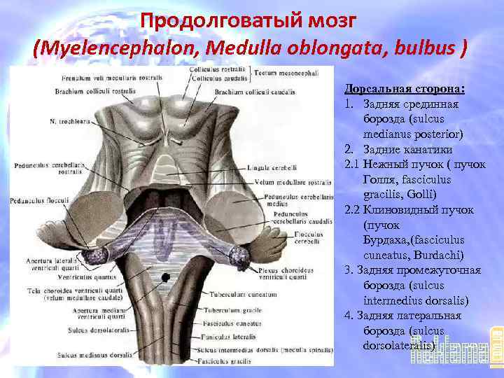 Продолговатый мозг (Myelencephalon, Medulla oblongata, bulbus ) Дорсальная сторона: 1. Задняя срединная борозда (sulcus