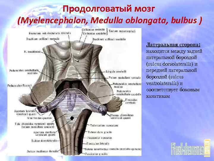 Продолговатый мозг латеральная. Синтопия продолговатого мозга. Боковой канатик продолговатого мозга. Продолговатый мозг (myelencephalon). Сулькус латералис Постериор продолговатого мозга.