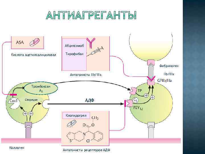 Абциксимаб Кислота ацетилсалициловая Тирофибан Фибриноген Антагонисты IIb/IIIa Тромбоксан А 2 Секреция АДФ Клопидогрел Коллаген