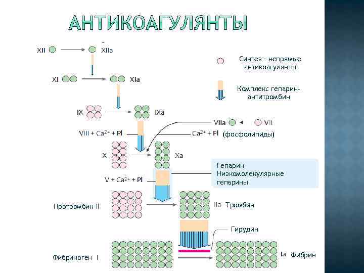 Синтез – непрямые антикоагулянты Комплекс гепаринантитромбин (фосфолипиды) Гепарин Низкомолекулярные гепарины Протромбин II Тромбин Гирудин