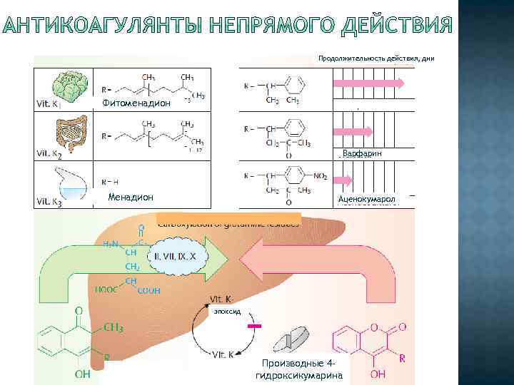 Продолжительность действия, дни Фитоменадион Варфарин Менадион Аценокумарол эпоксид Производные 4 гидроксикумарина 