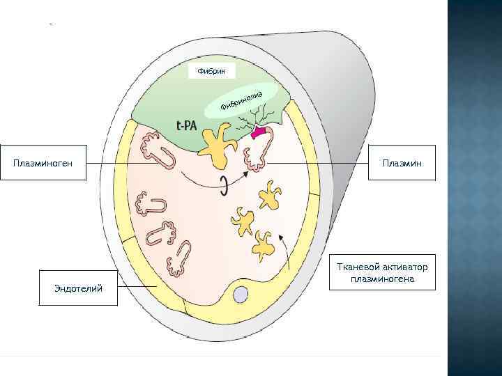 Фибрин ин ибр з оли Ф Плазминоген Эндотелий Плазмин Тканевой активатор плазминогена 