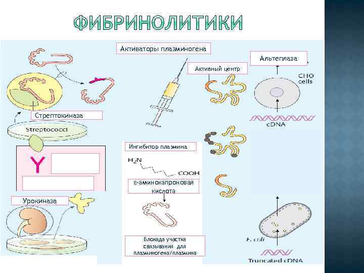 Фибринолитики механизм действия. Механизм действия урокиназы. Схема активации плазминогена. Механизм действия фибринолитиков фармакология. Фибринолитики классификация.