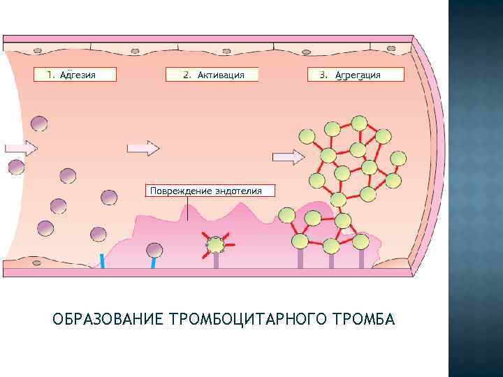 Адгезия Активация Агрегация Повреждение эндотелия ОБРАЗОВАНИЕ ТРОМБОЦИТАРНОГО ТРОМБА 