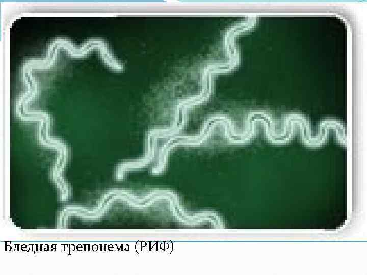 Бледная трепонема (РИФ) 