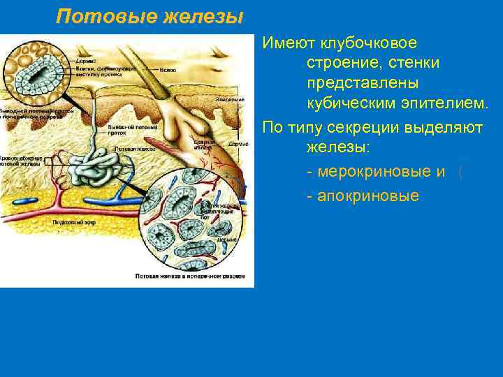 Потовые железы Имеют клубочковое строение, стенки представлены кубическим эпителием. По типу секреции выделяют железы: