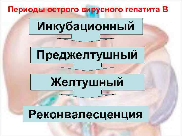 Периоды острого вирусного гепатита В Инкубационный Преджелтушный Желтушный Реконвалесценция 