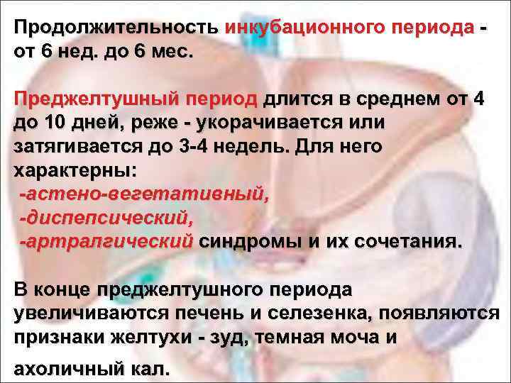 Продолжительность инкубационного периода - от 6 нед. до 6 мес. Преджелтушный период длится в