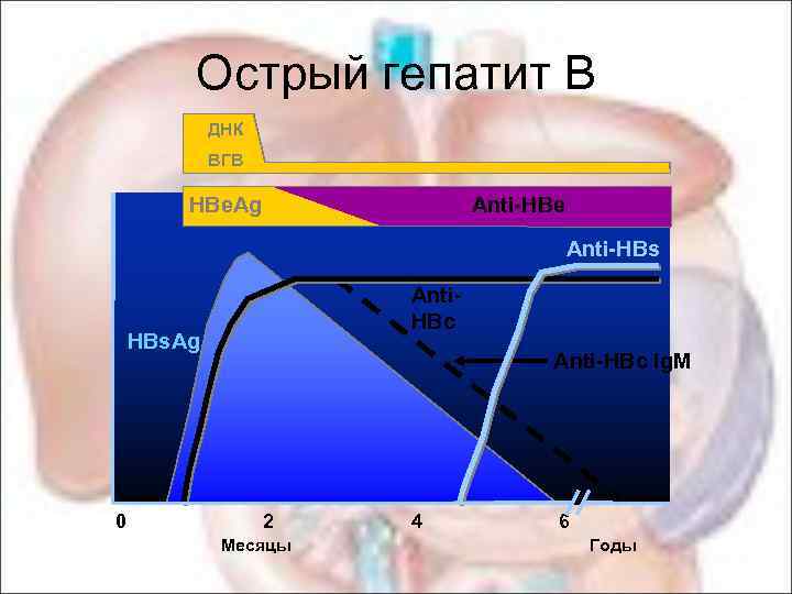 Острый гепатит В ДНК ВГВ HBe. Ag Anti-HBe Anti-HBs HBs. Ag Anti. HBc Anti-HBc