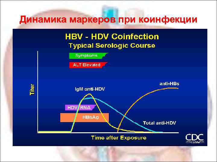 Динамика маркеров при коинфекции 