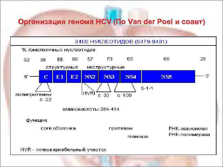  Организация генома HCV (По Van der Poel и соавт) 