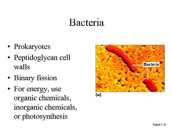 Bacteria • Prokaryotes • Peptidoglycan cell walls • Binary fission • For energy, use