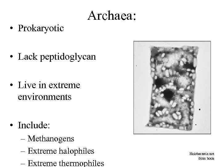  • Prokaryotic Archaea: • Lack peptidoglycan • Live in extreme environments • Include: