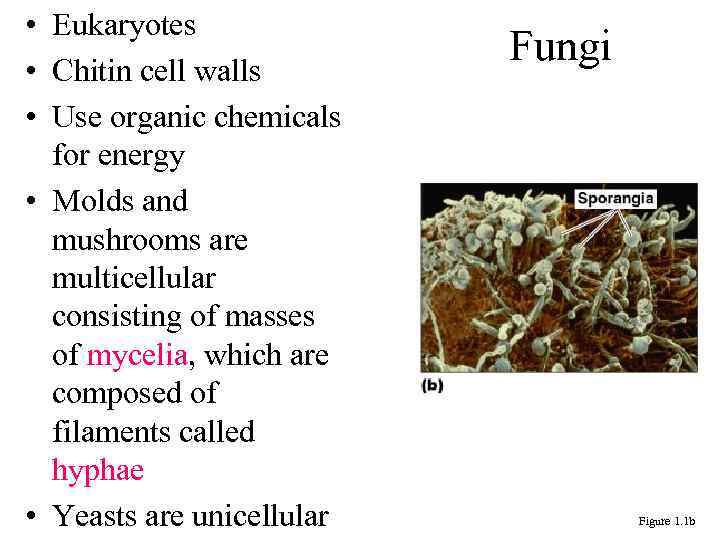 • Eukaryotes • Chitin cell walls • Use organic chemicals for energy •