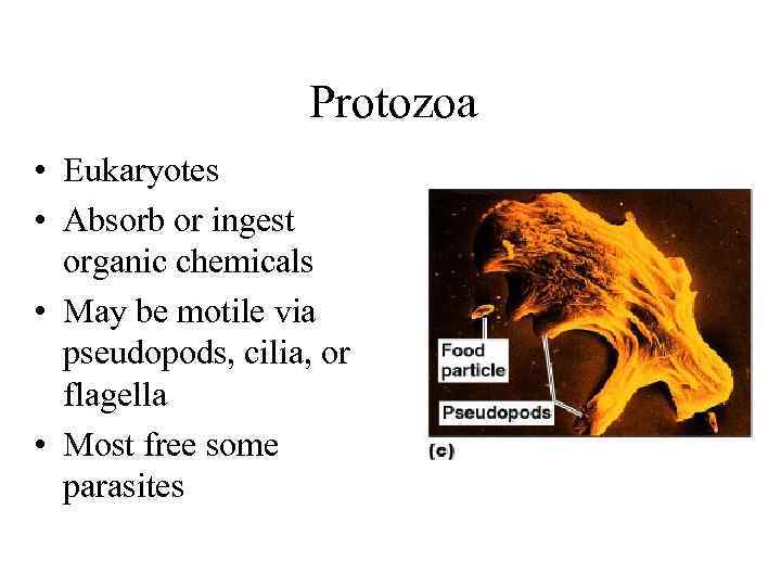 Protozoa • Eukaryotes • Absorb or ingest organic chemicals • May be motile via