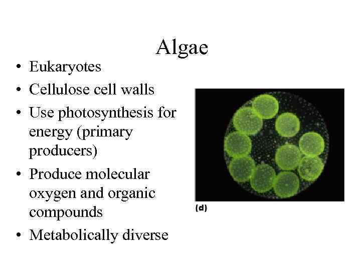 Algae • Eukaryotes • Cellulose cell walls • Use photosynthesis for energy (primary producers)