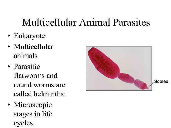 Multicellular Animal Parasites • Eukaryote • Multicellular animals • Parasitic flatworms and round worms