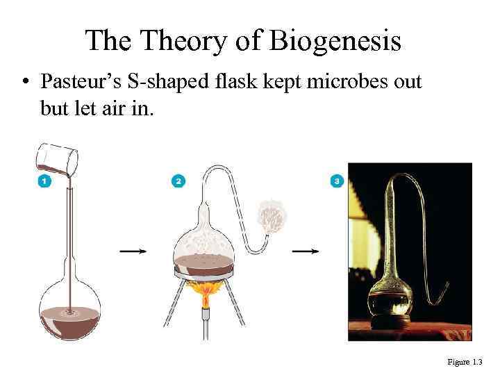 The Theory of Biogenesis • Pasteur’s S-shaped flask kept microbes out but let air