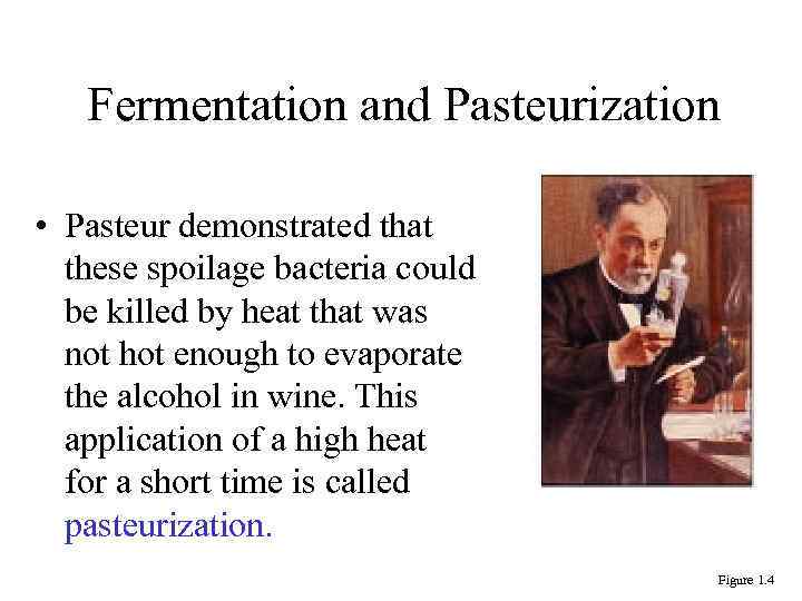 Fermentation and Pasteurization • Pasteur demonstrated that these spoilage bacteria could be killed by