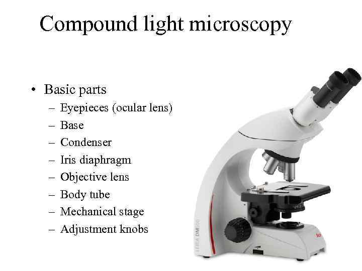 Compound light microscopy • Basic parts – – – – Eyepieces (ocular lens) Base