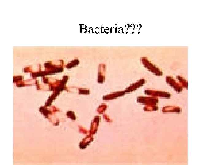 Bacteria? ? ? 