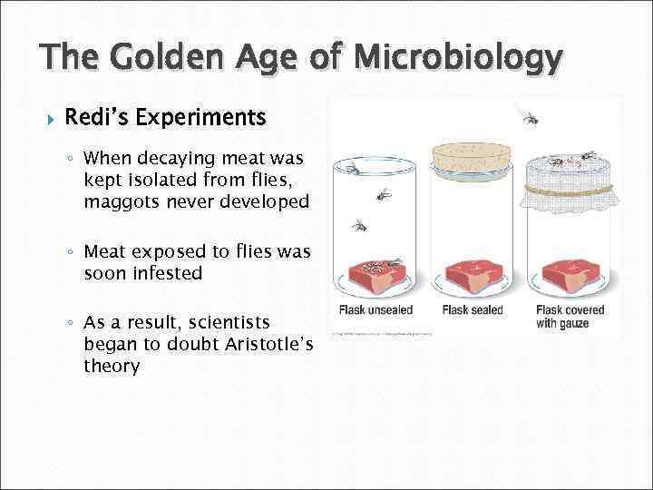 The Golden Age of Microbiology Redi’s Experiments ◦ When decaying meat was kept isolated