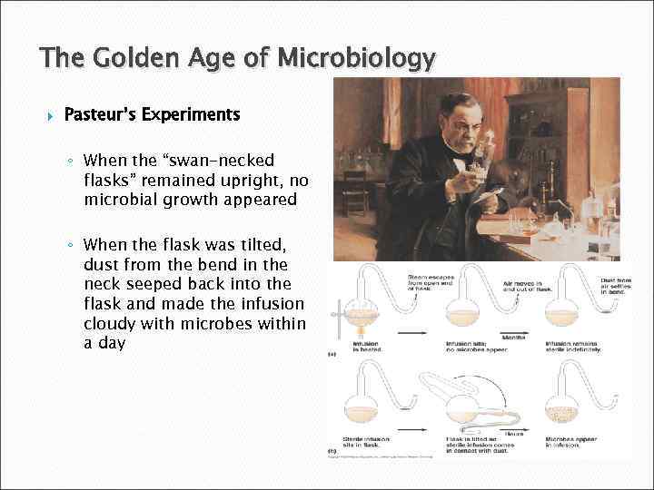 The Golden Age of Microbiology Pasteur’s Experiments ◦ When the “swan-necked flasks” remained upright,