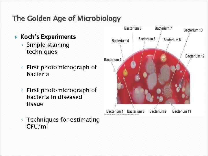 The Golden Age of Microbiology Koch’s Experiments ◦ Simple staining techniques ◦ First photomicrograph