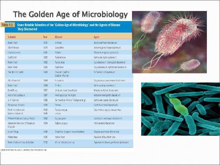 The Golden Age of Microbiology 