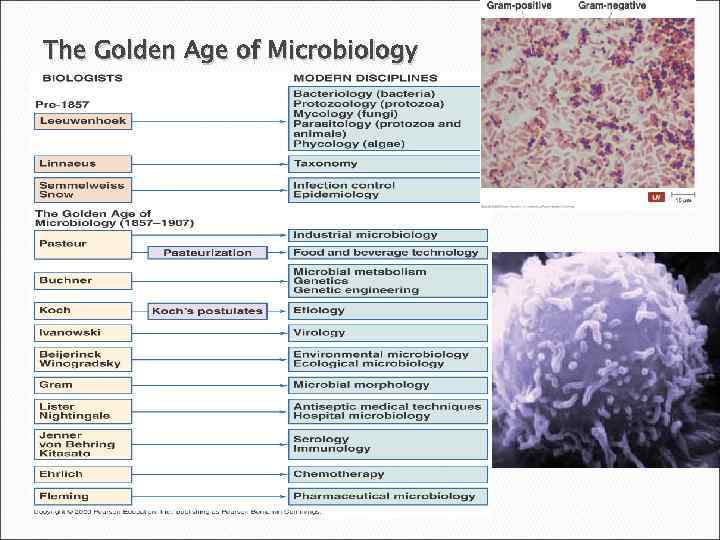 The Golden Age of Microbiology 