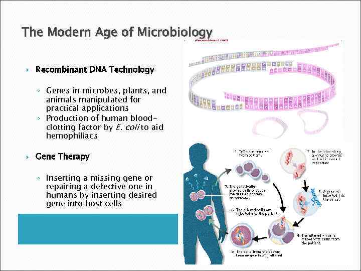 The Modern Age of Microbiology Recombinant DNA Technology ◦ Genes in microbes, plants, and