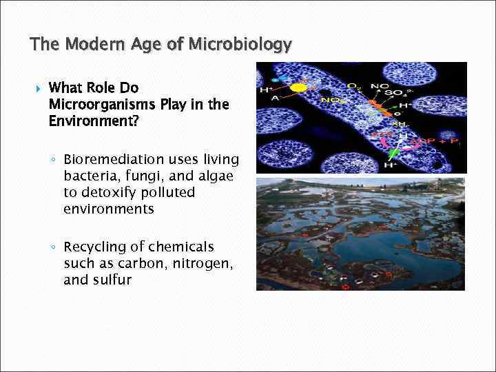 The Modern Age of Microbiology What Role Do Microorganisms Play in the Environment? ◦