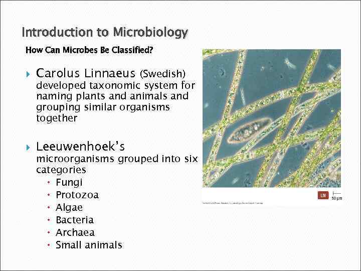 Introduction to Microbiology How Can Microbes Be Classified? Carolus Linnaeus (Swedish) Leeuwenhoek’s developed taxonomic