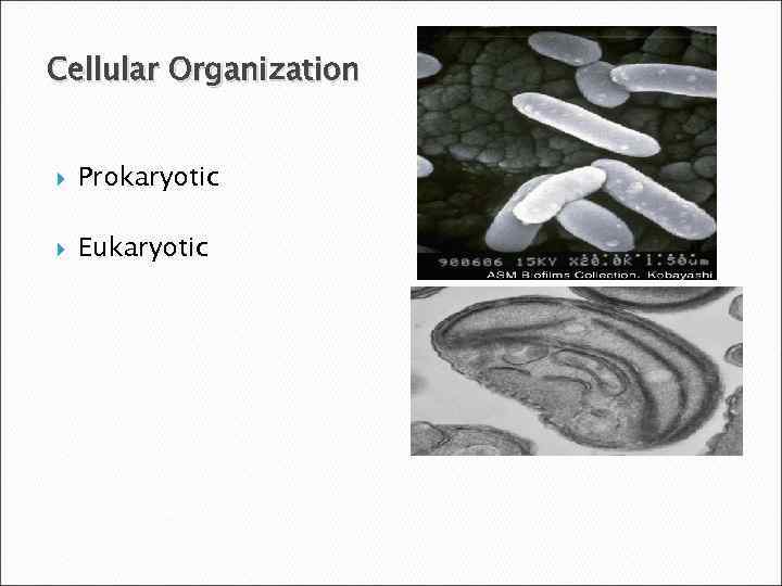 Cellular Organization Prokaryotic Eukaryotic 