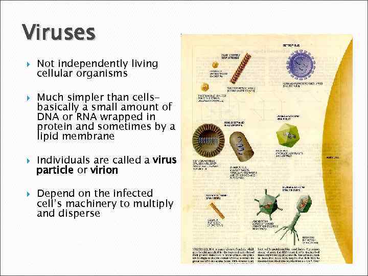 Viruses Not independently living cellular organisms Much simpler than cellsbasically a small amount of