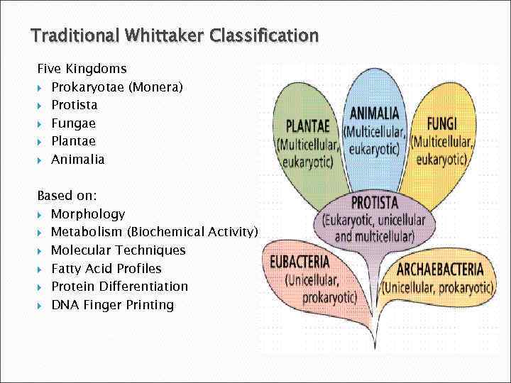 Traditional Whittaker Classification Five Kingdoms Prokaryotae (Monera) Protista Fungae Plantae Animalia Based on: Morphology