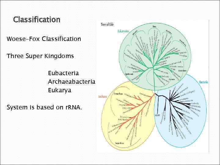 Classification Woese-Fox Classification Three Super Kingdoms Eubacteria Archaeabacteria Eukarya System is based on r.